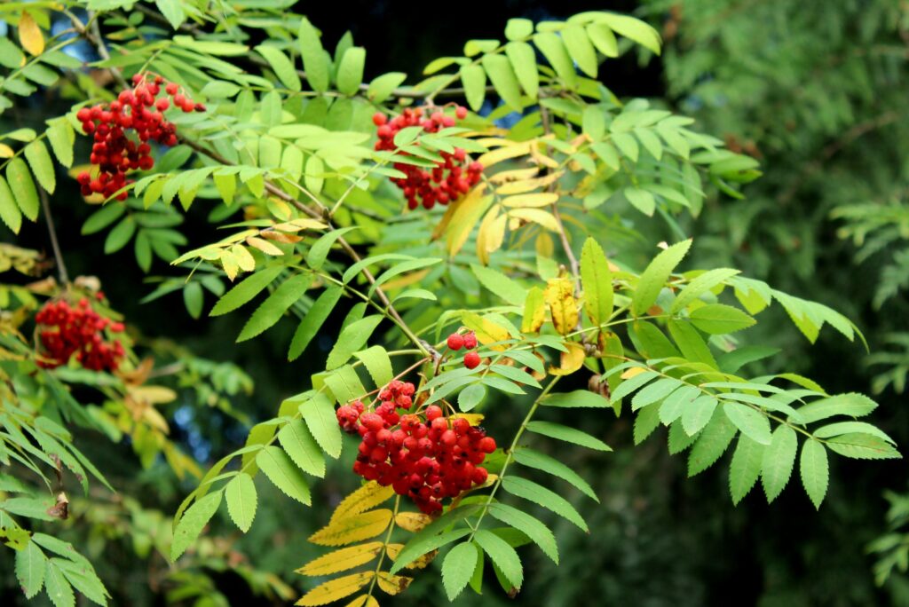 Ash Tree By NewsUnitedAmerican.com