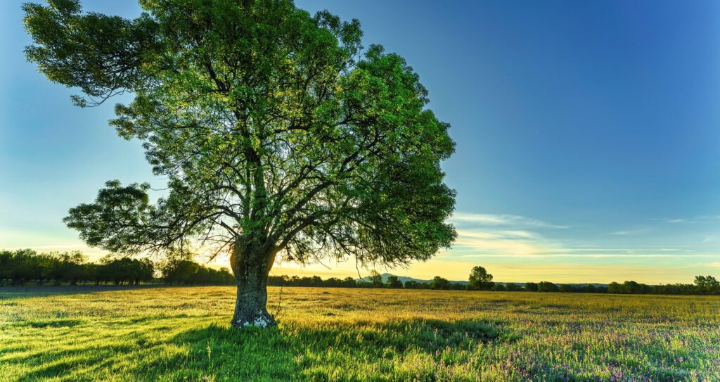 The Grand Ash Tree: A Marvel of Nature's Beauty