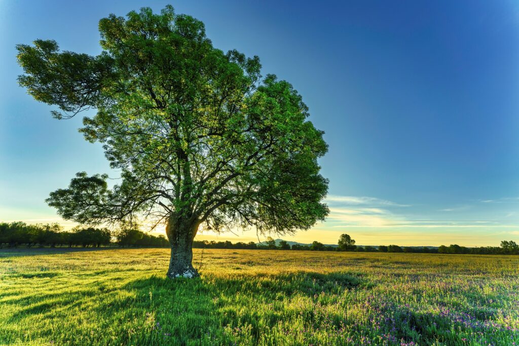 Ash Tree By NewsUnitedAmerican.com