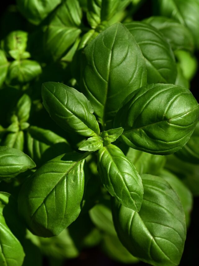 Holy Basil + 8 Benefits of Holy Basil